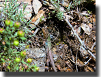 Podarcis peloponnesiacus
